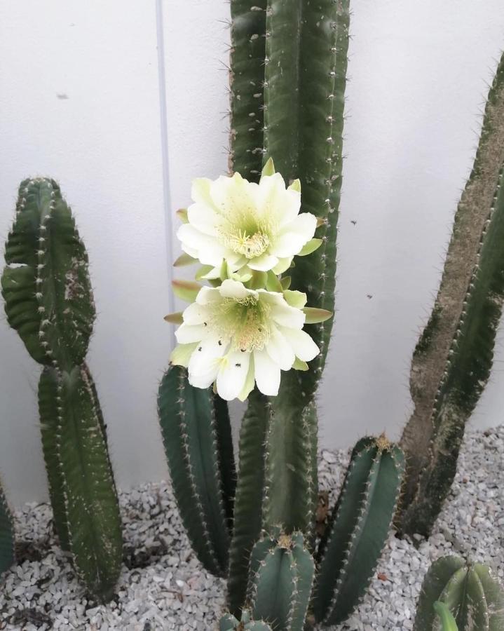 Superior Double Room with Garden View,1260502360:JPEG