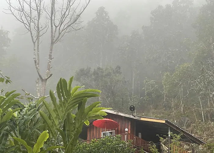 Forest Guesthouse